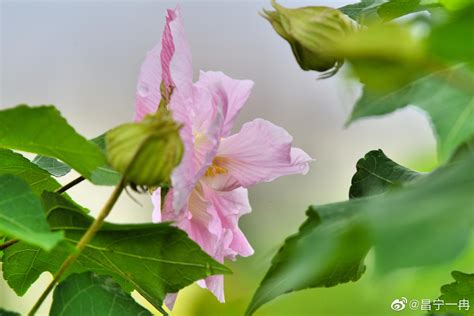 樹芙蓉|芙蓉